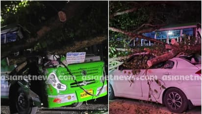 വൻ ആൽമരത്തിന്റെ ശിഖരം ബസിനും കാറിനും മുകളിലേക്ക് ഒടിഞ്ഞുവീണു, ബസ് ഡ്രൈവറടക്കം 3 പേർക്ക് പരിക്ക്