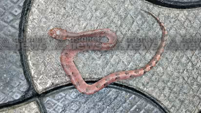 പ്രഭാത സവാരിക്ക് പോകാൻ ഷൂസിട്ടു, ഷൂസിനുള്ളിൽ കിടന്ന വിഷപ്പാമ്പ് കടിച്ചു; പാലക്കാട് മധ്യവയസ്കൻ ചികിത്സയിൽ