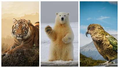 കാലാവസ്ഥാ വ്യതിയാനം; 'ഇനി കാണില്ല ഇവയെ ഒന്നുമെന്ന്' എഐ, ഭാവി ശുഭകരമല്ലെന്ന് ശാസ്ത്രജ്ഞരും