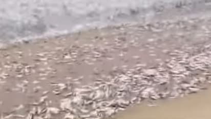 'നമ്മുടെ കടപ്പുറത്ത് ചാളച്ചാകര', ത്വാഹാ പള്ളി ബീച്ചിലേക്ക് കൂട്ടമായെത്തി ചാളമീനുകൾ, വാരിയെടുക്കാൻ നാട്ടുകാരും