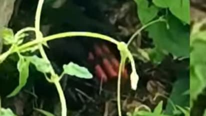 ദേശീയപാതയോരത്ത് വള്ളിക്കാട്ടിൽ ആദ്യം കണ്ടത് കെഎസ്ഇബി ഉദ്യോഗസ്ഥര്‍, ആശങ്ക, പിന്നാല ഉറപ്പിച്ചു, അത് ഡമ്മി ബോംബ്!