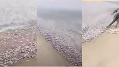 'മൊതലാളീ ജങ്ക ജഗ ജഗാ...അകലാട് ബീച്ചിൽ ചാള ചാകര,  കടപ്പുറത്ത് നിറയെ മത്തി! തുള്ളിച്ചാടി നാട്ടുകാർ- വീഡിയോ