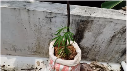 അയൽവാസിയുടെ പരാതി കേട്ട് പരിശോധനയ്ക്കെത്തിയ പഞ്ചായത്ത് ഉദ്യോഗസ്ഥർ കണ്ടെത്തിയത് ടെറസിൽ ചാക്കുകളിലെ കഞ്ചാവ് കൃഷി