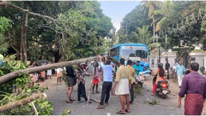 റോഡിലേയ്ക്ക് മരം കടപുഴകി വീണു; വഴിയോര കച്ചവടക്കാരിയ്ക്ക് പരിക്ക്