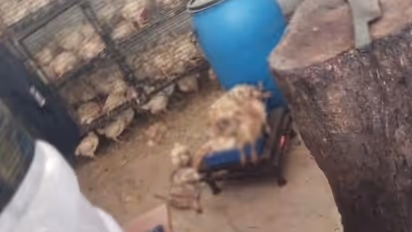 ചത്ത കോഴികളെ വില്പ്പനയ്ക്ക് വെച്ച സംഭവം; നിരന്തരം മിന്നില് പരിശോധന നടത്തണമെന്ന് മനുഷ്യാവകാശ കമ്മീഷന്