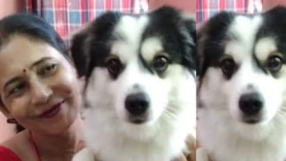 വളർത്ത് നായയെ പെറ്റ് ബോർഡിംഗിൽ ഏൽപ്പിച്ച് മകനെ കാണാൻ പോയി, 'മിലോ ഓടിപ്പോയി'; ബൈക്കിൽ കെട്ടിവലിച്ച നായ ചത്തു