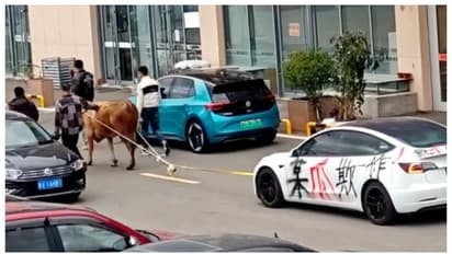 'ഇതെന്ത് കൂത്ത്' ; 11 ലക്ഷത്തിന്‍റെ ടെസ്‌ല കാർ, റോഡിലൂടെ കാളയെ കൊണ്ട് വലിപ്പിച്ച് ഉടമ 