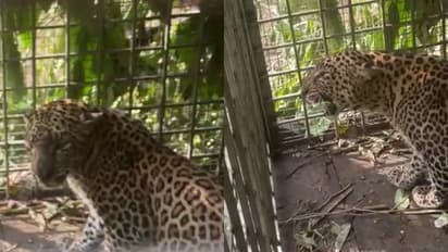 വളർത്ത് മൃഗങ്ങളെ കൊല്ലുന്നു, പുലിപ്പേടിയിൽ നാട്ടുകാർ; ഒടുവിൽ കോന്നി രാക്ഷസൻപാറയിൽ കെണിയൊരുക്കി, കുടുങ്ങി