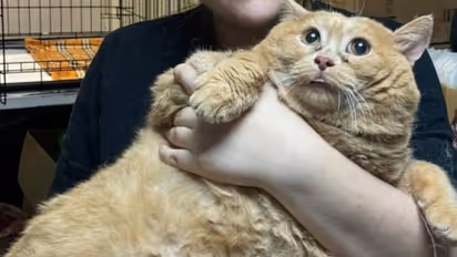 17 കിലോ ഭാരം, ചികിത്സയിൽ പ്രവേശിപ്പിച്ചതിന് പിന്നാലെ ലോകത്തിലെ ഏറ്റവും തടിയൻ പൂച്ചയുടെ വിയോ​ഗം