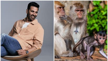 അയോധ്യയിലെ കുരങ്ങുകൾക്ക് ഭക്ഷണം നല്‍കാന്‍ ഒരു കോടി സംഭാവന നല്‍കി അക്ഷയ് കുമാര്‍