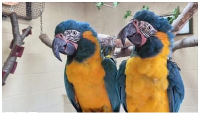 ലണ്ടൻ മൃഗശാലയിൽ നിന്ന് പറന്നു പോയത് അത്യപൂര്വ്വ മക്കാവു തത്തകള്; പിടികൂടിയത് 100 കിലോമീറ്റര് അകലെ നിന്ന്