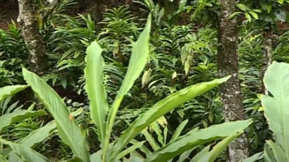 ഏലമലക്കാടുമായി ബന്ധപ്പെട്ട് സുപ്രീം കോടതിയിലെ കേസ്; ഏലം കർഷക സംഘടനകൾ തമ്മിൽ പോര്