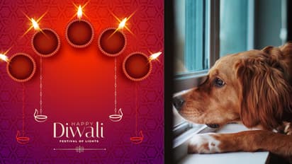 7 tips on how to make Diwali celebrations safer for your furry friends