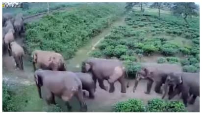 ഒന്നിന് പുറകെ ഒന്നായി റെയില്‍വേ ട്രാക്ക് മുറിച്ച് കടന്നത് അമ്പതോളം ആനകളുടെ വലിയാരു കൂട്ടം; വീഡിയോ വൈറല്‍ 