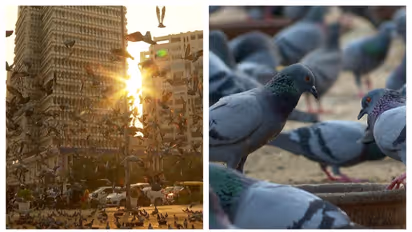 ദില്ലി ഇനി ഇങ്ങനെ അടയാളപ്പെടില്ല, പ്രാവുകൾ പറന്നുയരില്ല; പ്രാവ് തീറ്റ കേന്ദ്രങ്ങൾ അടച്ചുപൂട്ടാനൊരുങ്ങുന്നു