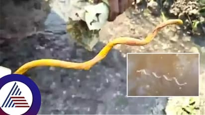 ಹಾವಿನಂತೆ ನೀರಲ್ಲಿ ಚಲಿಸುವ ಬೇರಿದು: ವಿಜ್ಞಾನಕ್ಕೇ ಸವಾಲೆಸೆಯುವ ಗರುಡ ಸಂಜೀವಿನಿಯ ಕುತೂಹಲ ಇಲ್ಲಿದೆ...