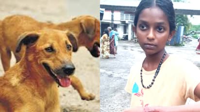 പെട്ടന്ന് തെരുവ് നായ മുന്നിലേക്ക് ചാടി, ഓടിച്ചിട്ട് കടിച്ചു; മാന്നാറിൽ വിദ്യാർത്ഥിനിയടക്കം 4 പേർക്ക് പരിക്ക്