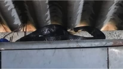 ആരായാലും ഭയന്ന് നിലവിളിക്കും, അലമാരക്ക് മുകളിൽ ചുരുണ്ടുകൂടി രാജവെമ്പാല, വീട്ടുകാർ രക്ഷപ്പെട്ടത് തലനാരിഴക്ക്