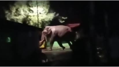 ആറ് മാസത്തെ ഇടവേളയ്ക്ക് ശേഷം പടയപ്പ വീണ്ടും തലയാറിലെത്തി; ഓട്ടോറിക്ഷ തകര്ത്തു