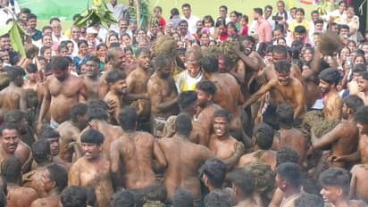 ವಿಶಿಷ್ಠ ಗೊರೆ ಹಬ್ಬಕ್ಕೆ ಸಾಕ್ಷಿಯಾದ ತಮಿಳುನಾಡಿನ ಕನ್ನಡಿಗರು: ಪರಸ್ಪರ ಸಗಣಿ ಎರಚಿ ಹಬ್ಬ ಆಚರಣೆ!