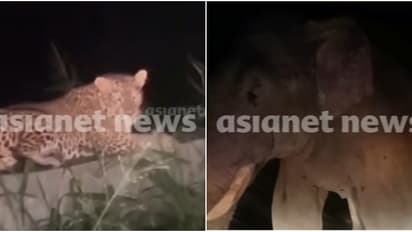 പുള്ളിപ്പുലിയും കാട്ടാനയും റോഡിലുണ്ടാകും, പ്രകോപിപ്പിക്കരുത്; 'സഞ്ചാരികളെ ശ്രദ്ധിക്കണേ' പൊള്ളാച്ചി റോഡിൽ!