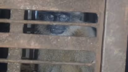 ಬೆಳಗಾವಿ: ಡೆಡ್ಲಿ ಕೋತಿ ಸೆರೆ ಹಿಡಿದ ಅರಣ್ಯ ಇಲಾಖೆಯ ಸಿಬ್ಬಂದಿ, ನಿಟ್ಟುಸಿರು ಬಿಟ್ಟ ರಾಮದುರ್ಗದ ಜನತೆ!