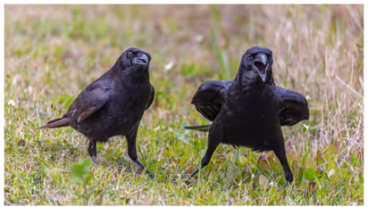 Crow can remember faces, seek revenge for up to 17 years, study finds 