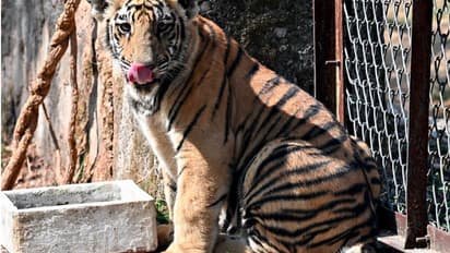 शेर का शिकार: 20 लोगों ने पत्थर मारकर ले ली जंगल के राजा की जान