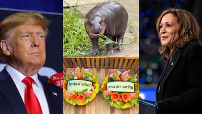 കമലയോ ട്രംപോ? പ്രസിഡന്റ് തെരഞ്ഞെടുപ്പ് പ്രവചനത്തിൽ ട്രംപിനൊപ്പം നിന്ന് വൈറൽ ഹിപ്പോ മൂ ഡെംഗ് 