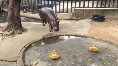 Viral baby hippo Moo Deng predicts who will win US Elections 2024 with watermelon choice (WATCH)