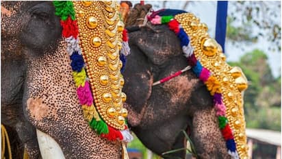 ആന എഴുന്നള്ളിപ്പിൽ കർശന നിയന്ത്രണങ്ങൾക്ക് ശുപാർശ, മതപരമായ ചടങ്ങുകൾക്ക് മാത്രം; അമിക്കസ് ക്യൂറി റിപ്പോർട്ട്