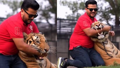 മൃഗങ്ങൾക്കല്ല ബുദ്ധിയില്ലാത്തത് മനുഷ്യർക്ക്; കടുവയുടെ വായിൽ കയ്യിട്ട് പാകിസ്ഥാനി യുവാവ്, വൻ വിമർശനം