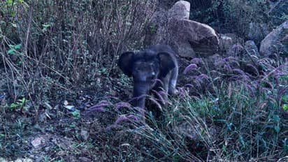 കൂട്ടം പിരിഞ്ഞു, തള്ളയാനയെ തിരഞ്ഞ് കടുവാ സങ്കേതത്തിലൂടെ നൂറ് കിലോമീറ്ററോളം അലഞ്ഞ് കുട്ടിയാനയ്ക്ക് രക്ഷ
