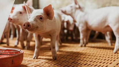 chinese influencer Kong Yufeng aka King Kong Liuke on pig feed diet to save money