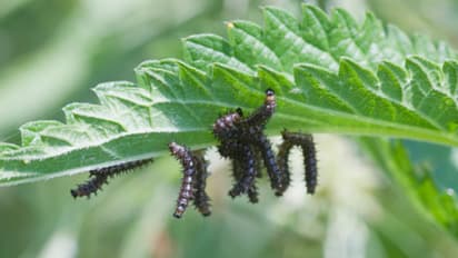 ചുഴലിക്കാറ്റിന്റെ കഷ്ടപ്പാടുകൾ മാറും മുൻപേ പാടങ്ങൾ കീഴടക്കി പുഴുക്കൾ, വലഞ്ഞ് കർഷകർ