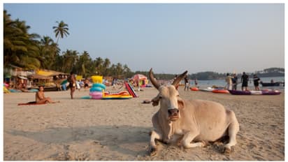 തീപിടിച്ച വില, വൃത്തിഹീനമായ സ്ഥലങ്ങൾ; ഗോവയെ ബഹിഷ്കരിക്കാൻ അഭ്യർത്ഥിച്ച് കുറിപ്പ്