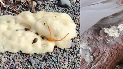 മഞ്ഞ നിറത്തിൽ ബീച്ചിൽ അടിഞ്ഞ് നിഗൂഢ വസ്തു, ഭയന്ന് സഞ്ചാരികൾ, ഒരുമാസത്തിന് ശേഷം ദുരൂഹതയ്ക്ക് അവസാനം