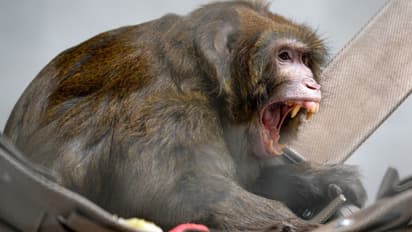 പരീക്ഷണ ശാലയുടെ കണക്കുകൂട്ടൽ പാളി, തിരിച്ചെത്തിയത് ഒരു കുരങ്ങ് മാത്രം, അലഞ്ഞ് തിരിയുന്നത് 42 പെൺകുരങ്ങുകൾ