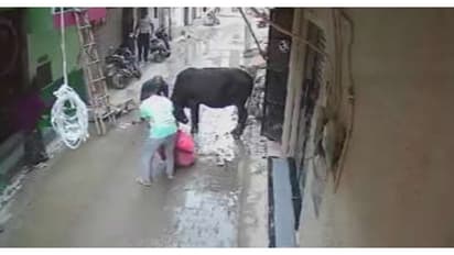 ഇടവഴിയിൽ കുത്തിവീഴ്ത്തിയ കാളയെ സധൈര്യം നേരിട്ട് വയോധിക; അനങ്ങാൻ കഴിയാത്ത വിധം കൊമ്പിൽ പിടിത്തമിട്ടു