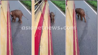 മെല്ലെ മെല്ലപ്പോട്ടെ...! ആനവണ്ടിക്ക് മുന്നിൽ കുട്ടിയാന, കുഞ്ഞന്റെ കുസൃതികളുടെ വീഡിയോ വൈറൽ