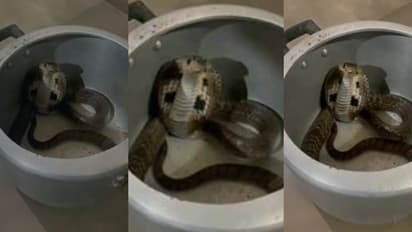 താമരശ്ശേരിയിൽ വീട്ടിലെ അടുക്കളയിൽ നിന്നും കുക്കറെടുത്ത വീട്ടമ്മ ഞെട്ടി, ഉള്ളിൽ മൂർഖൻ പാമ്പ്; തലനാരിഴക്ക് രക്ഷ!