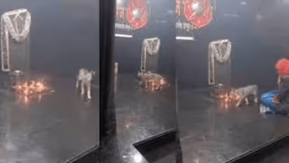 Cat's mysterious Parikrama at Maharashtra temple for 3 days sparks curiosity; see heartwarming video (WATCH)