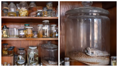 100 വർഷത്തെ പഴക്കം, പക്ഷേ ഉപേക്ഷിക്കപ്പെട്ടു; കോളേജിനുള്ളിൽ മനുഷ്യരുടെയും മൃഗങ്ങളുടെയും ശരീരഭാഗങ്ങള്‍  