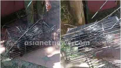 പാതിരാത്രിയിൽ വീട്ടുവളപ്പിലെത്തിയ 'ആളെ' കണ്ട് ഞെട്ടി വീട്ടുകാർ, ആർആർടി ഉദ്യോഗസ്ഥരുമെത്തി, മുള്ളൻ പന്നി കൂട്ടിൽ