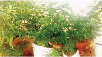 യുവതി പോസ്റ്റ് ചെയ്തത് ബാൽക്കണിയിലെ അലങ്കാരചെടികളുടെ വീഡിയോ; ഫോളവേഴ്സ് വിളിച്ചത് പൊലീസിനെ, ദമ്പതികൾ അറസ്റ്റിൽ