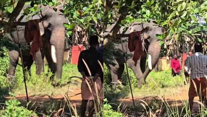കാട്ടകാമ്പാൽ ക്ഷേത്രത്തിനടുത്ത് ആനയിടഞ്ഞു;പാപ്പാനെ ആക്രമിക്കാൻ ശ്രമം, 'എടത്തനാട്ടുകര കൈലാസനാഥനെ' ഒടുവിൽ തളച്ചു