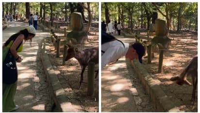 ജപ്പാനിലെ മൃഗങ്ങൾ മനുഷ്യരേക്കാൾ സംസ്കാര സമ്പന്നർ; ഇന്ത്യൻ വിനോദ സഞ്ചാരിയെ അഭിവാദ്യം ചെയ്ത് മാൻ; വീഡിയോ വൈറൽ 