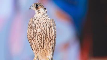 'ഒരു തരം, രണ്ട് തരം, മൂന്ന് തരം', വില 47 ലക്ഷം; ‘ഷാഹീന്’വേണ്ടി കടുത്ത മത്സരം, ഒടുവിൽ വിറ്റുപോയത് വൻ വിലയ്ക്ക് 