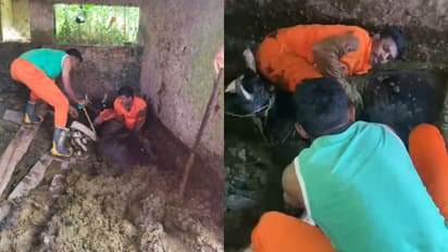 ചാണകക്കുഴിയിലെ രക്ഷാപ്രവർത്തനം; ഫയര്ഫോഴ്സിന് ഹൃദയത്തില് നിന്ന് നന്ദി പറഞ്ഞ് രാജു, രക്ഷിച്ചത് കറവപ്പശുവിനെ