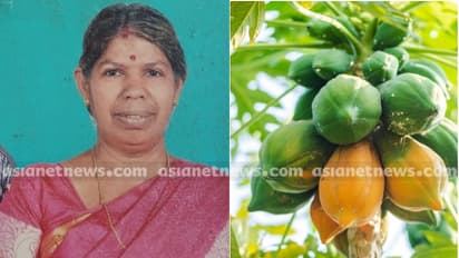 ടെറസിൽ നിന്ന് പപ്പായ പറിക്കുന്നതിനിടെ കാൽ വഴുതി താഴേക്ക് വീണു, വീട്ടമ്മക്ക് ദാരുണാന്ത്യം 